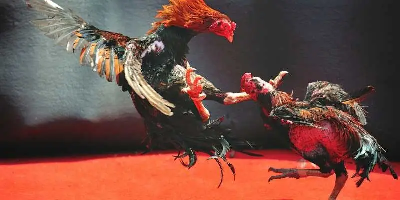 Đá gà Mỹ đòi hỏi người chơi phải có chiến lược tính toán chặt chẽ