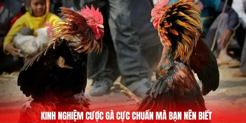 Kinh nghiệm cược gà cực chuẩn mà bạn nên biết