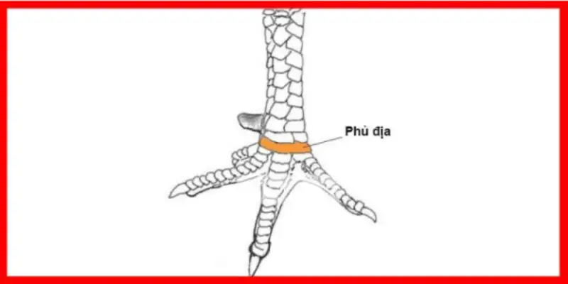 Tìm hiểu về Vảy gà Phủ Địa